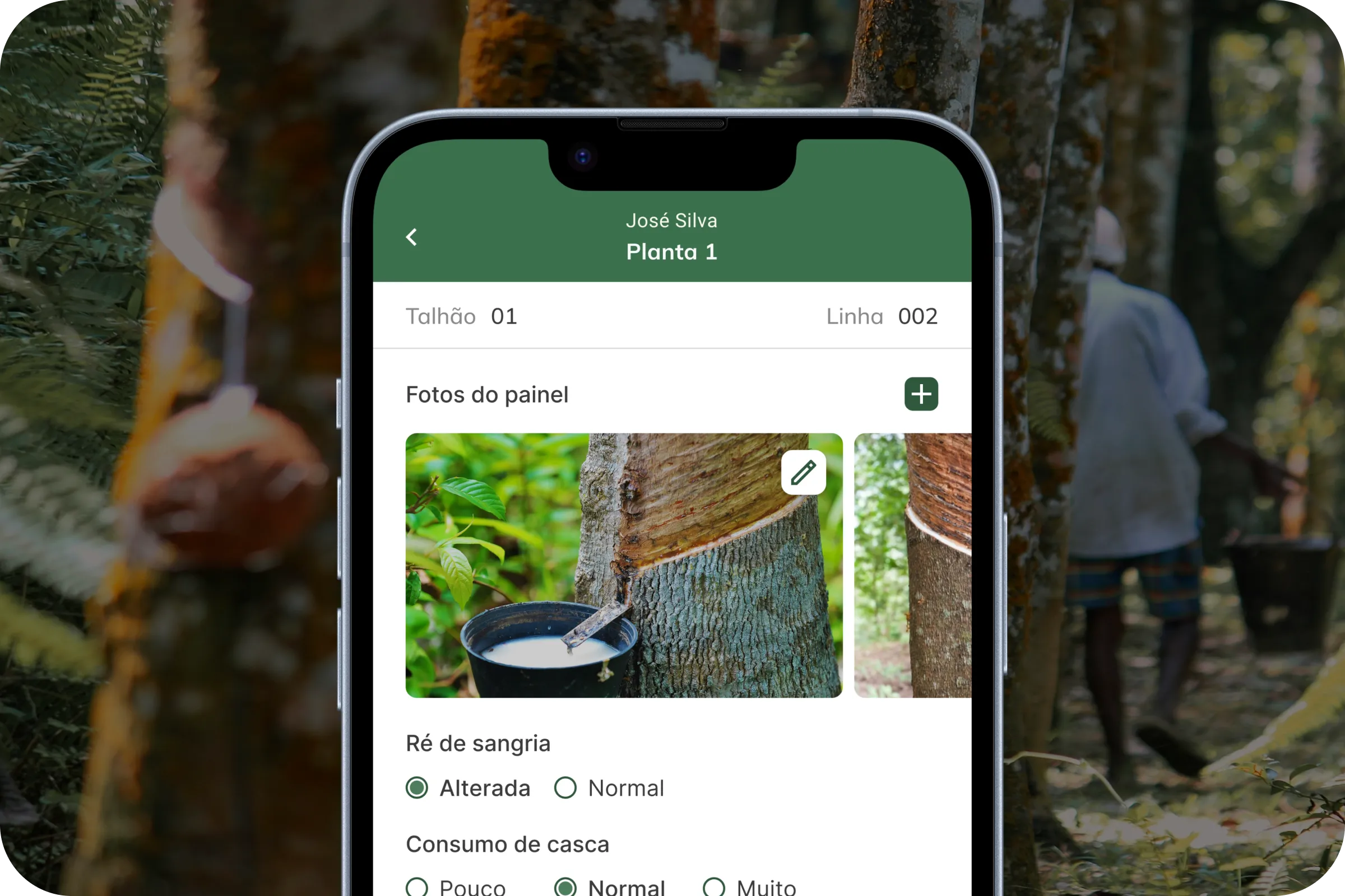 Prolongar vida útil do seringal